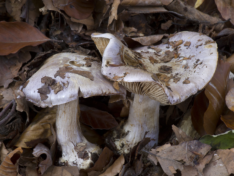 Cortinarius caerulescens